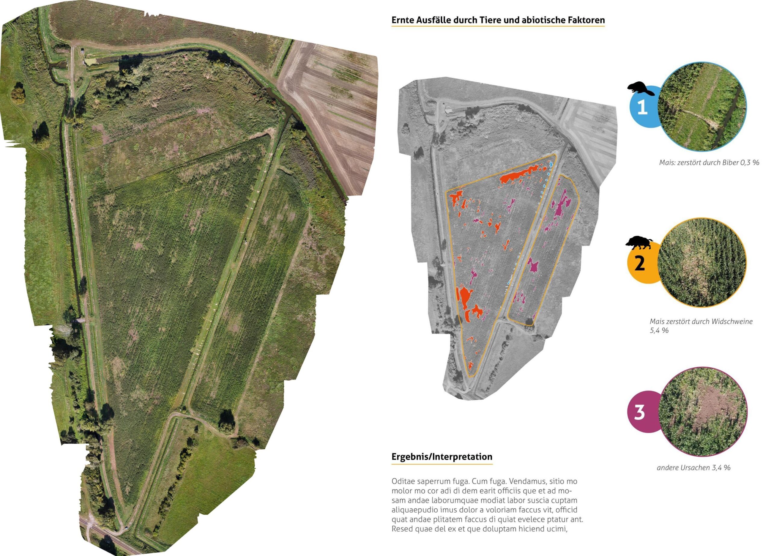 merged_orthophoto_proportional